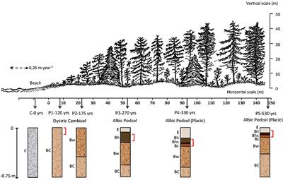 Soil Microbial Populations Shift as Processes Protecting Organic Matter Change During Podzolization